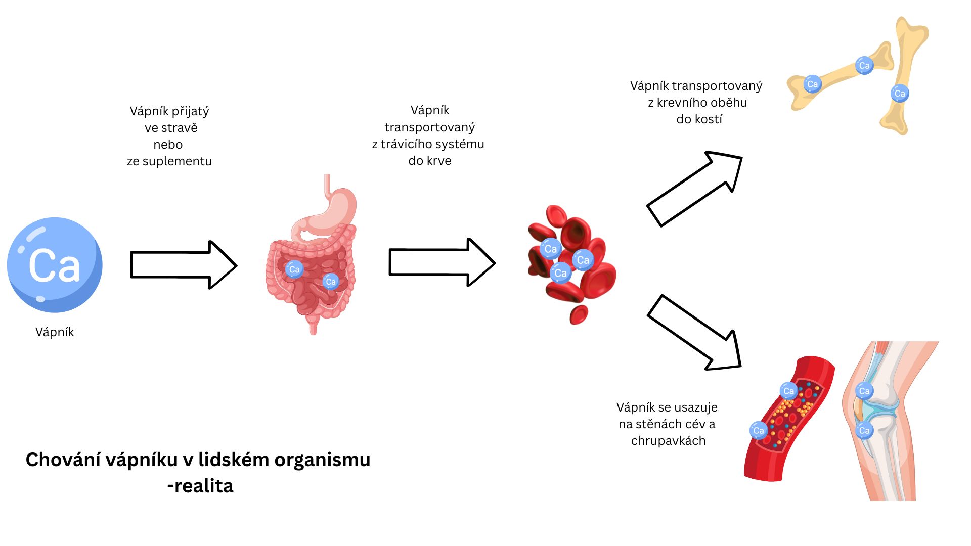 Metabolismus Ca - realita
